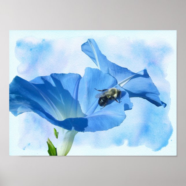 Poster Glória da Manhã Azul e Abóbora (Frente)
