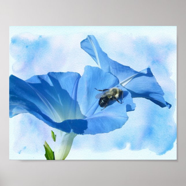 Poster Glória da Manhã Azul e Abóbora (Frente)