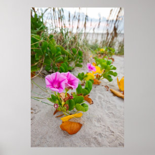 Póster Glória-da-manhã-da-praia (Ipomoea Stolonifera)