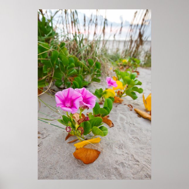Póster Glória-da-manhã-da-praia (Ipomoea Stolonifera) (Frente)