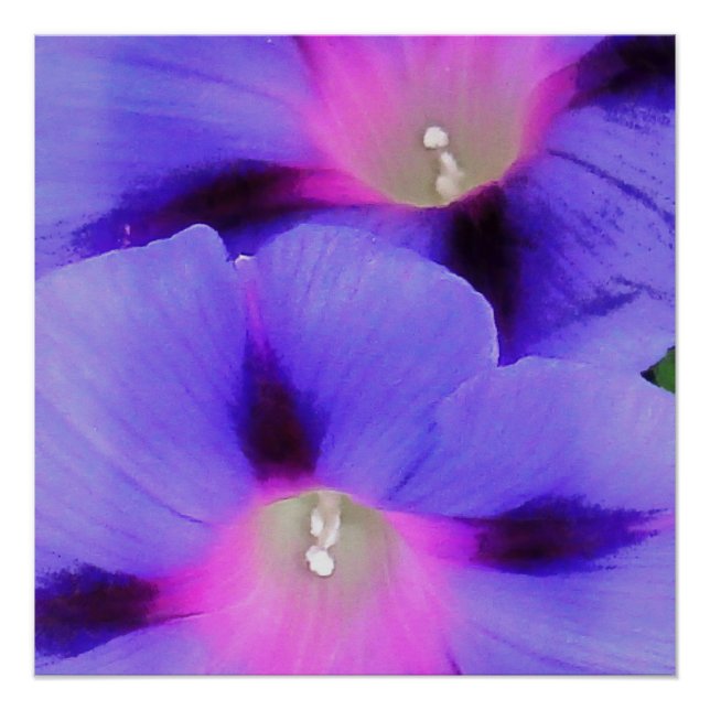 Póster Glória da Manhã Roxo e Cor-de-Rosa (Frente)