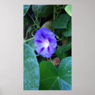 Poster Glória das Manhãs, Ipomoea com Gotas de Chuva