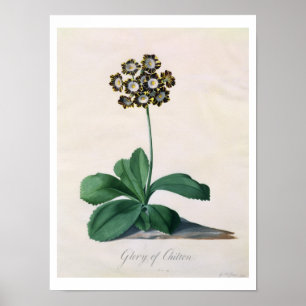 Poster Glória de Chilton (gouache no velino)