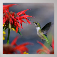 Glória do Hummingbird