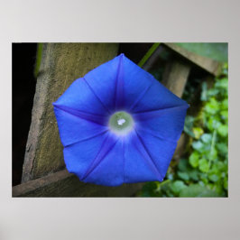 Poster glória matinal,