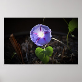 Poster glória matinal,