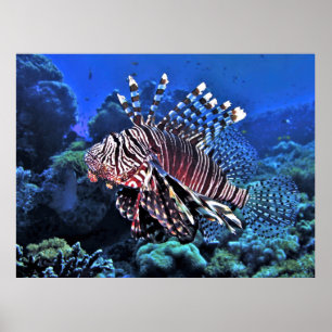 Poster Glorioso Lionfish
