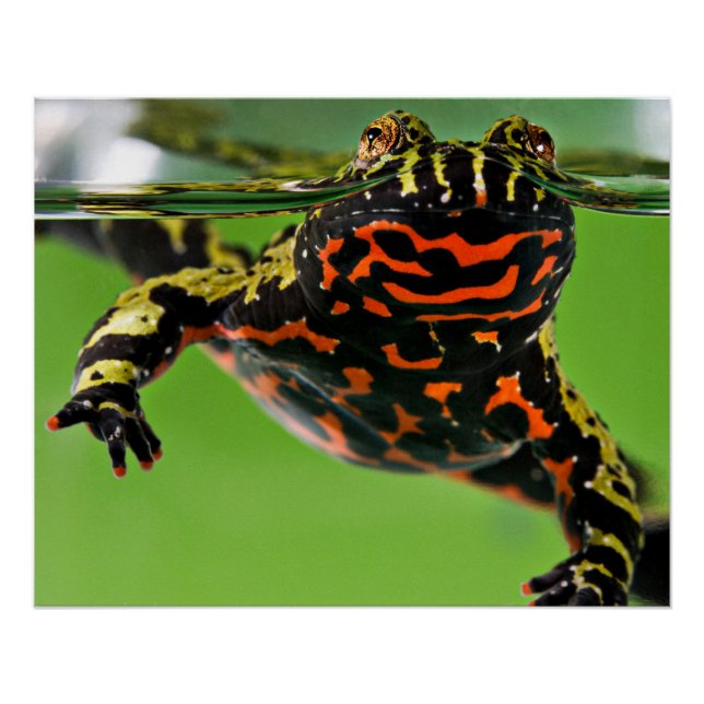 Póster Glossy Sapo (Frente)