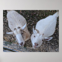 Goat Bros
