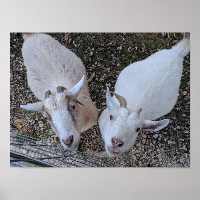 Poster Goat Bros (Frente)