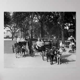 Póster Goat Carriage Ride, early 1900s