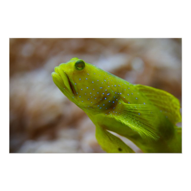 Póster Gobá de camarão-amarelo (Frente)