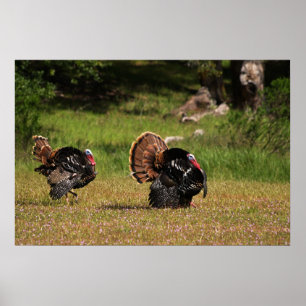 Póster Gobblers selvagens de Turquia