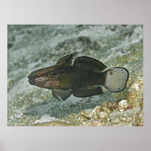 Poster Goby de barro castanho