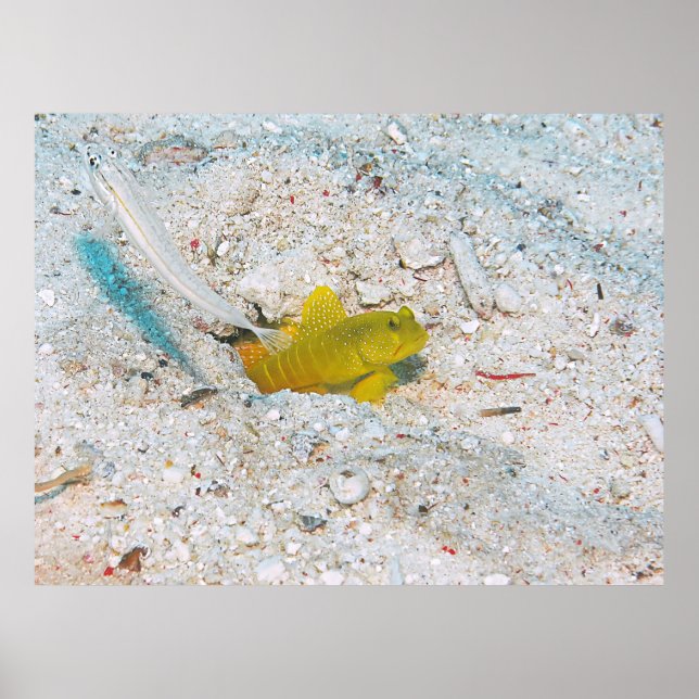 Poster Goby de Camarão Amarelo (Frente)