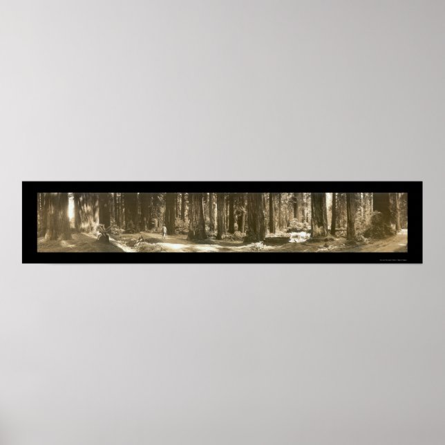 Poster Gods Handiwork Redwood Foto 1912 (Frente)
