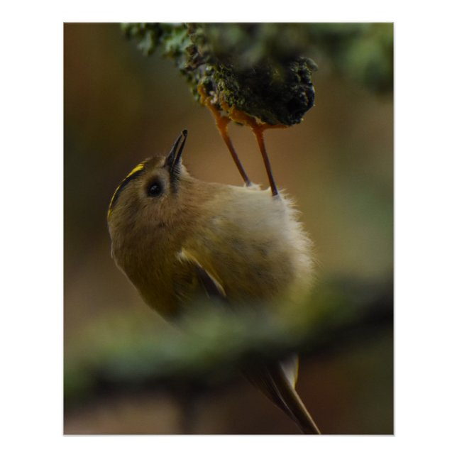 Póster Goldcrest (Frente)