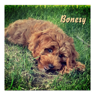 Póster Golden Doodle Fofo