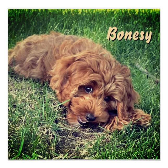 Póster Golden Doodle Fofo (Frente)