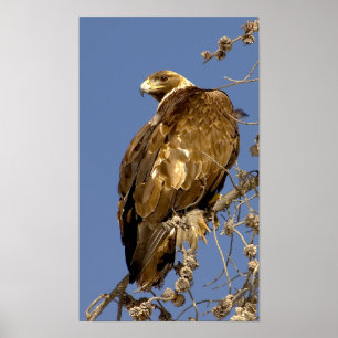 Póster Golden Eagle in Yellowstone