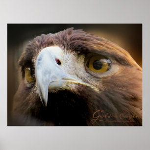 Poster Golden Eagle：Poster