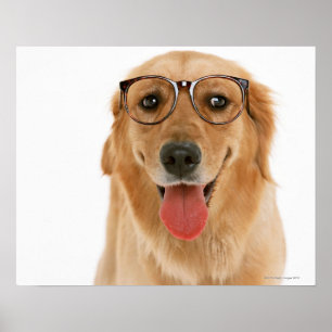 Póster Golden retriever 3