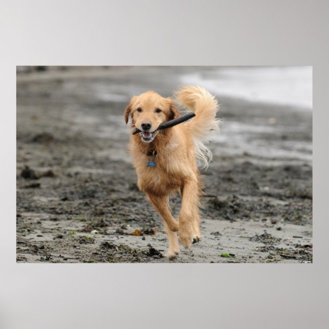 Poster Golden Retriever Correndo Com Pau Na Boca (Frente)