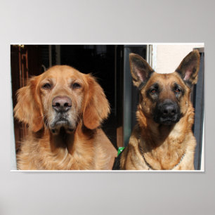 Poster Golden retriever e german shepherd