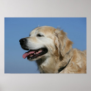 Poster Golden Retriever Headshot 4