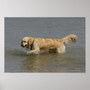 Póster Golden retriever na água