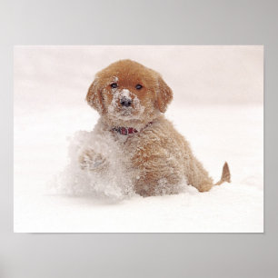 Póster Golden Retriever Pup in Snow