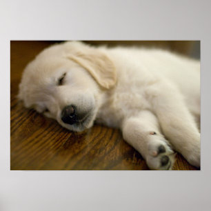 Póster Golden Retriever Puppy Takes A Nap