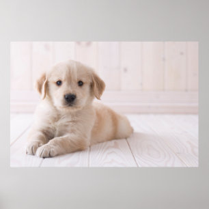 Póster Golden retriever que encontra-se para baixo