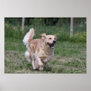 Poster Golden retriever que funciona 1