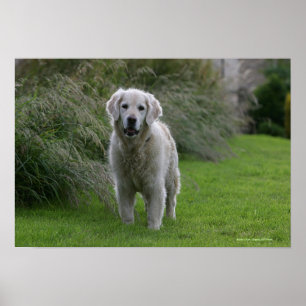 Póster Golden retriever que funciona 2