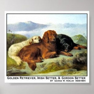 Poster Golden retriever, setter irlandês & setter de