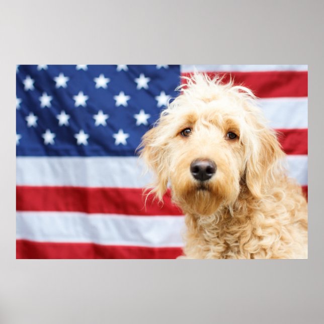 Poster Goldendoodle com bandeira americana (Frente)
