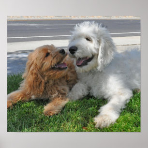 Póster Goldendoodle e amigos do labradoodle