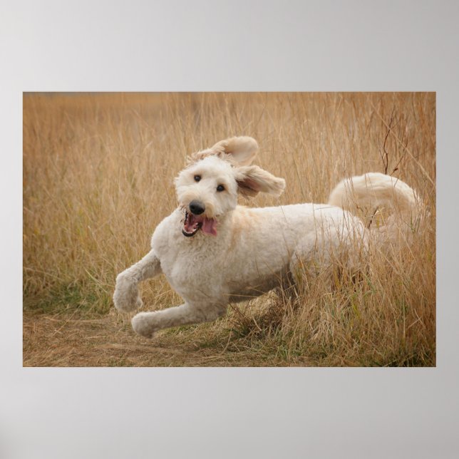 Poster Goldendoodle Passa Pela Grama (Frente)