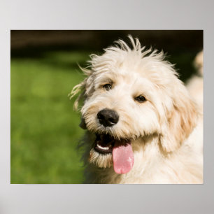 Poster Goldendoodle Puppy