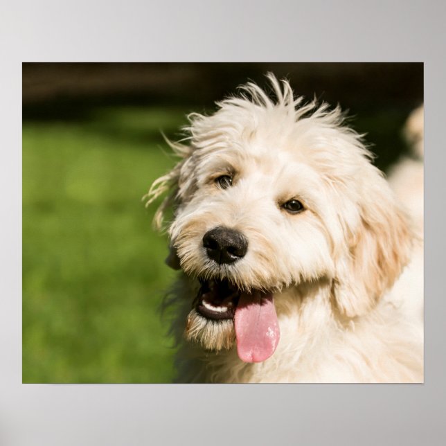 Poster Goldendoodle Puppy (Frente)