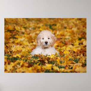 Poster Goldendoodle Puppy Em Folhas De Queda