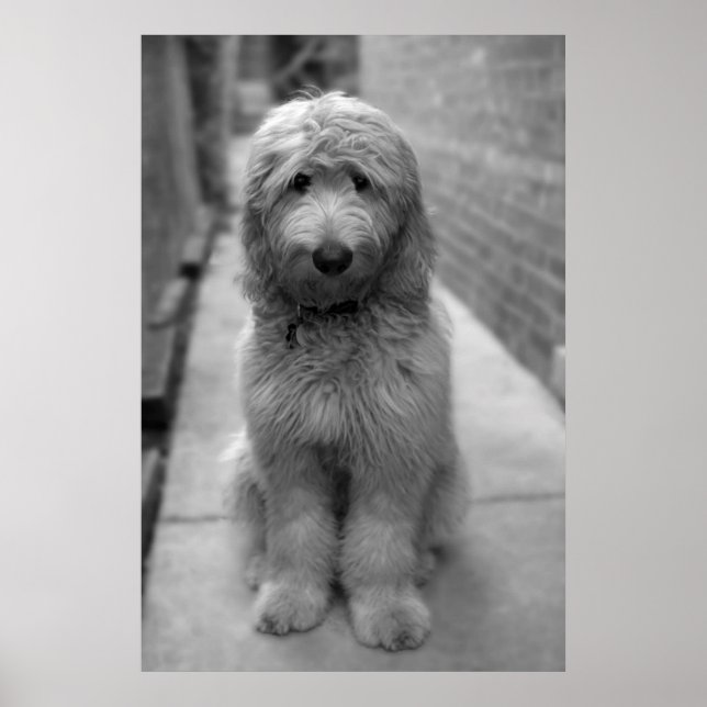 Poster Goldendoodle Puppy No Quintal (Frente)