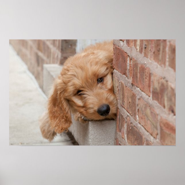 Poster Goldendoodle Puppy Peeking (Frente)
