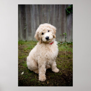 Poster Goldendoodle Puppy Senta-Se Em Grama