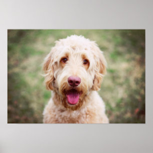 Poster Goldendoodle sorrindo