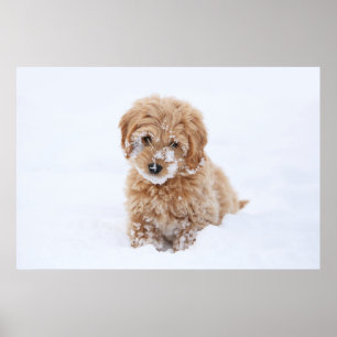 Poster Goldendoododle Puppy Com Neve Virada