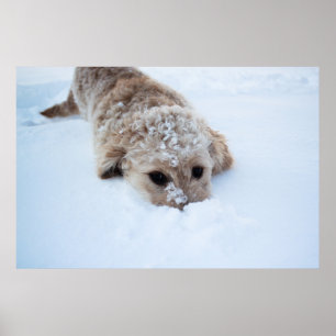 Poster Goldendoododododle Com Nariz Na Neve