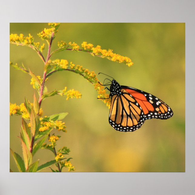 Póster Goldenrod da Borboleta Monarca (Frente)