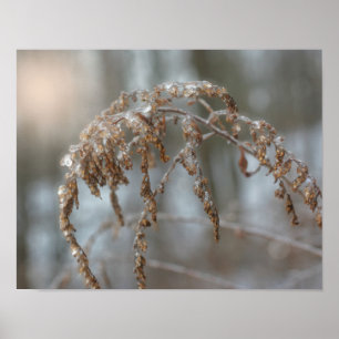 Poster Goldenrod Depois Da Tempestade De Gelo
